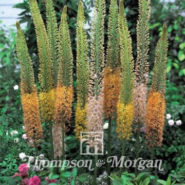 Eremurus stenophyllus Cathedral Mixed