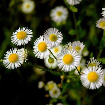 Erigeron annus