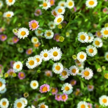 Erigeron karvinskianus Profusion - Cespica karvinskiana