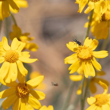 Eriophyllum lanatum subsp. arachnoideum Ssp. Arachnoideum