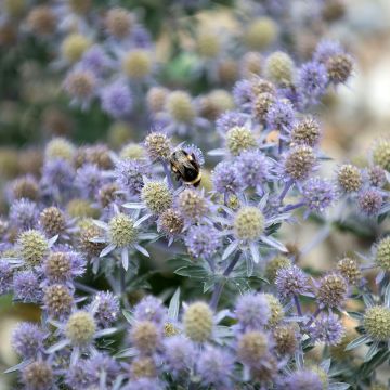 Eryngium planum Tiny Jackpot