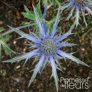 Eryngium zabelii Violetta