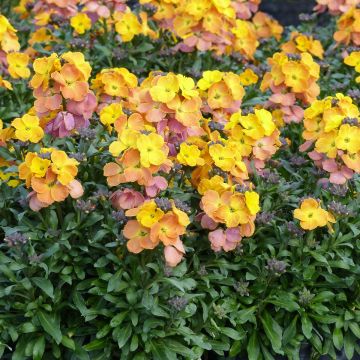 Erysimum POEM Mandarine - Violaciocca
