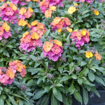 Erysimum Winter Party - Violaciocca