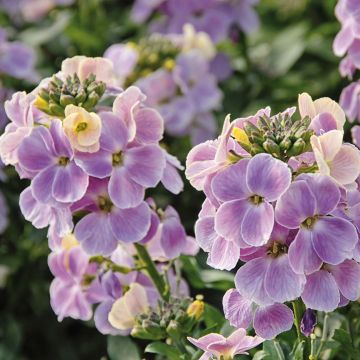 Erysimum WINTER Romance - Violaciocca
