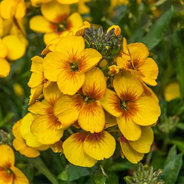 Erysimum linifolium Winter Spirit - Violaciocca