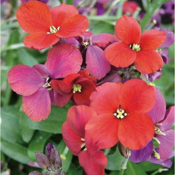 Erysimum Spice Island - Violaciocca