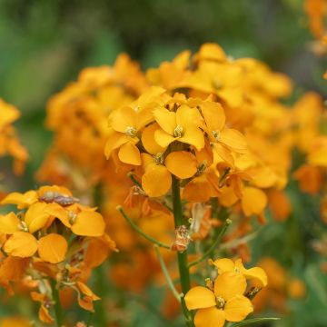 Erysimum allionii Zwerg Mango