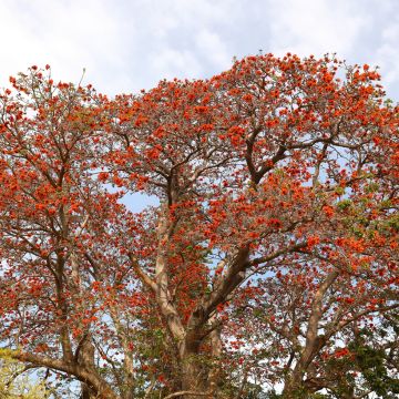 Erythrina caffra - Albero del corallo