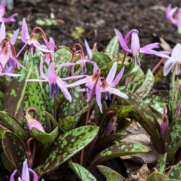 Erythronium dens-canis Rose Queen - Dente di cane