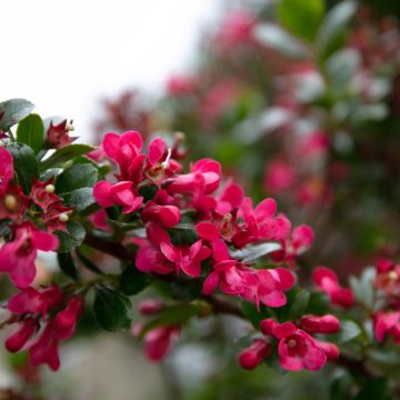 Escallonia Dart's Rosy Red