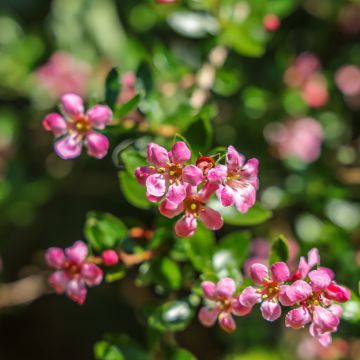 Escallonia Donard Seedling