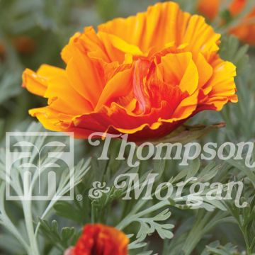 Eschscholzia Rosebud orange - Papavero della California