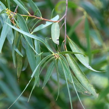 Eucalyptus approximans - Eucalipto