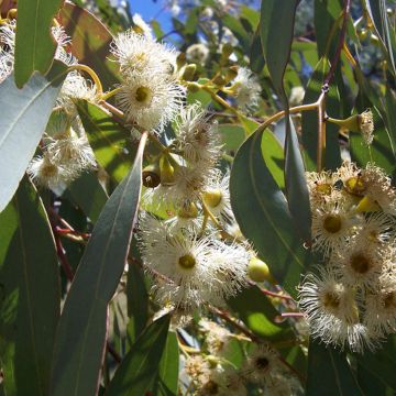 Eucalyptus boliviana - Eucalipto