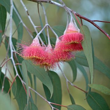 Eucalyptus caesia subsp magna - Eucalipto