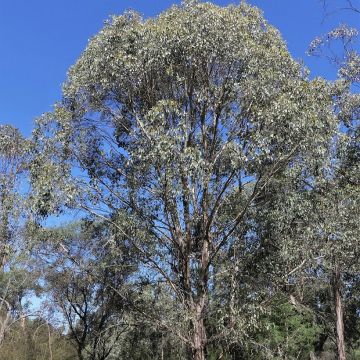 Eucalyptus camphora subsp humeana - Eucalipto