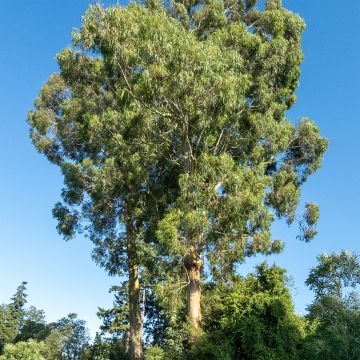 Eucalyptus denticulata - Eucalipto