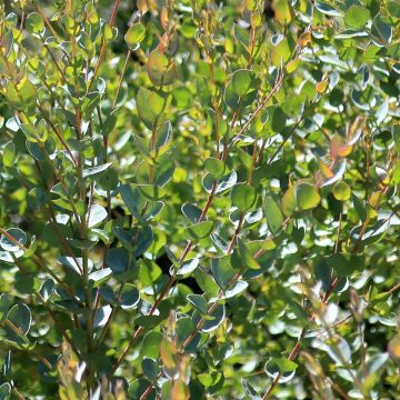 Eucalyptus kruseana latens Moon Lagoon - Eucalipto