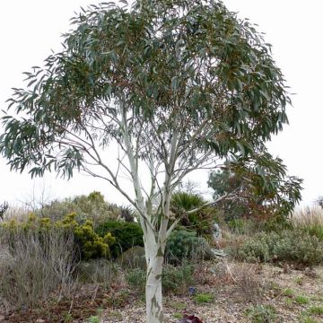 Eucalyptus pauciflora subsp. niphophila - Eucalipto
