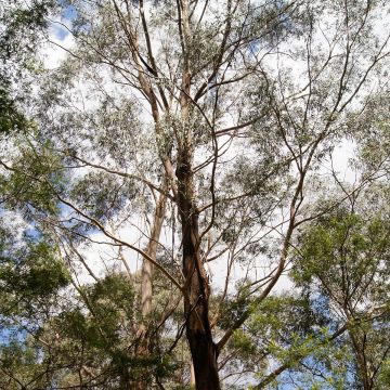 Eucalyptus smithii - Eucalipto Smithii