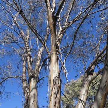 Eucalyptus stellulata Kiandra - Eucalipto