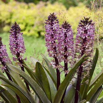 Eucomis Burgundy Wine