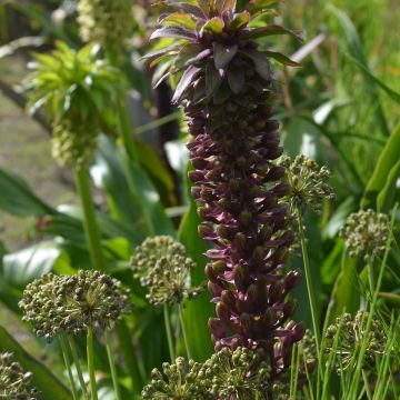 Eucomis comosa Indian Summer - Giglio di ananas