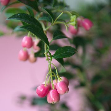 Eugenia uniflora Etna Fire