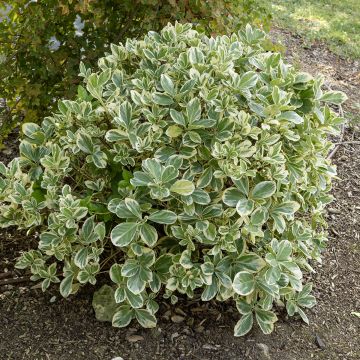 Fusaria giapponese Bravo