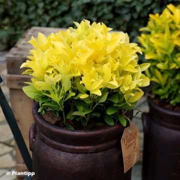 Fusaria giapponese El Dorado