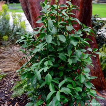 Euonymus japonicus Green Millenium - Fusain du Japon