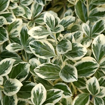 Fusaria giapponese Kathy