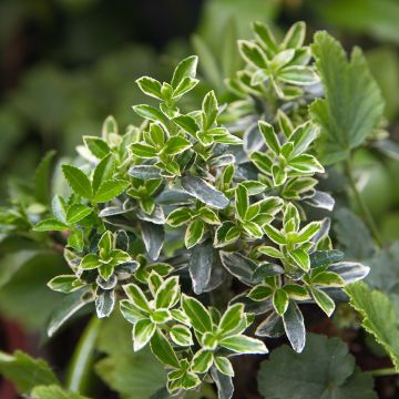 Fusaria giapponese Microphyllus Albovariegatus