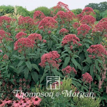 Eupatorium maculatum Atropurpureum (semi)
