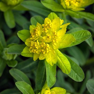 Euphorbia polychroma Major