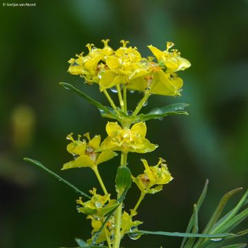 Euphorbia pseudovirgata