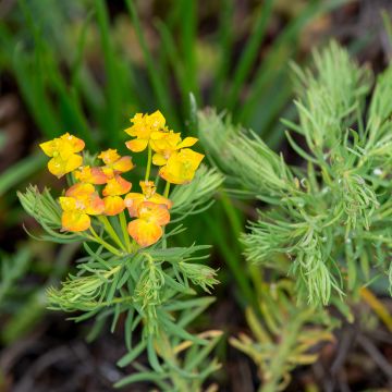 Euphorbia cyparissias - Euforbia cipressina
