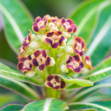 Euphorbia mellifera
