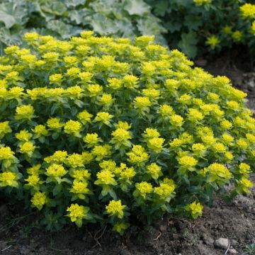 Euphorbia polychroma Candy
