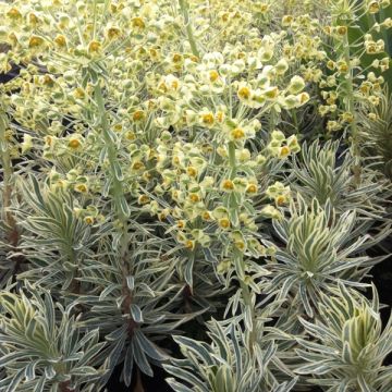 Euphorbia characias Emmer Green