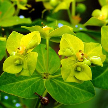 Euphorbia cornigera Goldener Turm