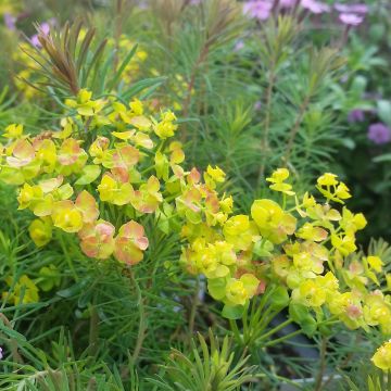 Euphorbia cyparissias Orange Man