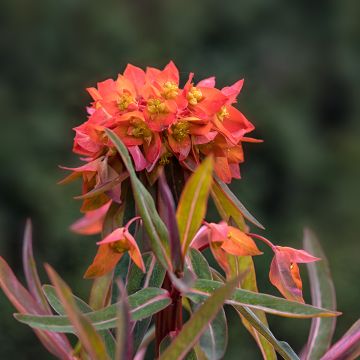 Euphorbia griffithii Fireglow
