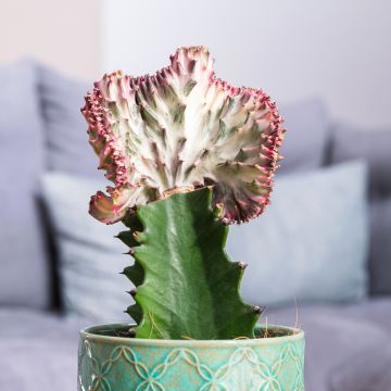 Euphorbia lactea Cristata