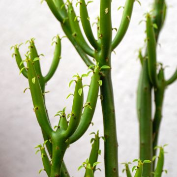 Euphorbia tirucalli - Albero delle Matite