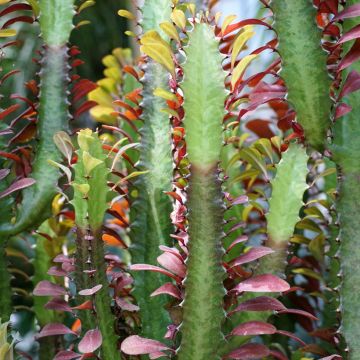 Euphorbia trigona f. rubra