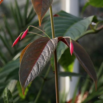 Fuchsia alpestris - Fucsia