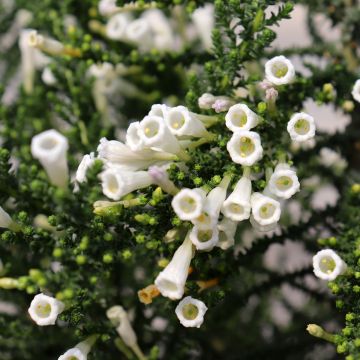 Fabiana imbricata Alba