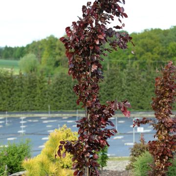Fagus sylvatica Anny's Red Pillar - Faggio colonnare